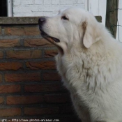 Photo de Chien de montagne des pyrnes