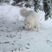 Photo de Chien de montagne des pyrnes