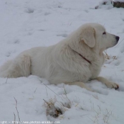 Photo de Chien de montagne des pyrnes