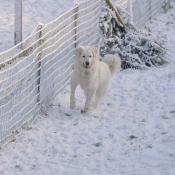 Photo de Chien de montagne des pyrnes