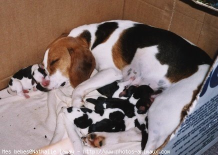 Photo de Beagle