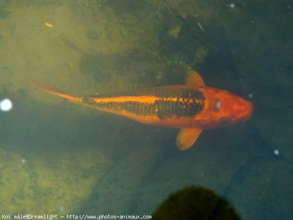 Photo de Poissons rouges