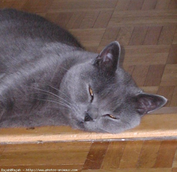 Photo de Chartreux