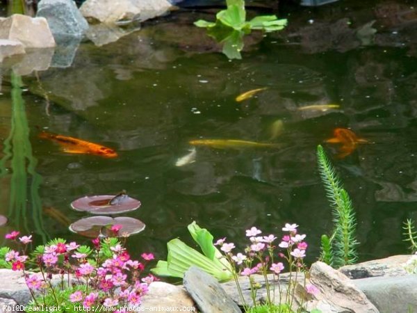 Photo de Poissons rouges