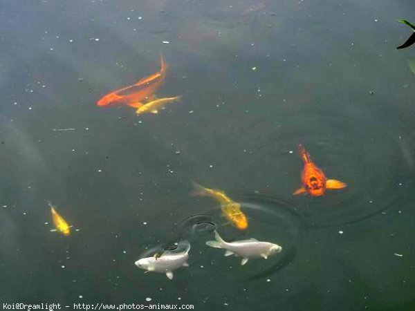 Photo de Poissons rouges