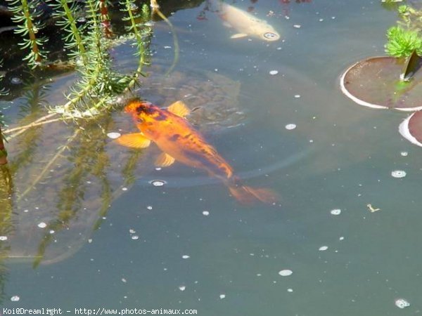 Photo de Poissons rouges