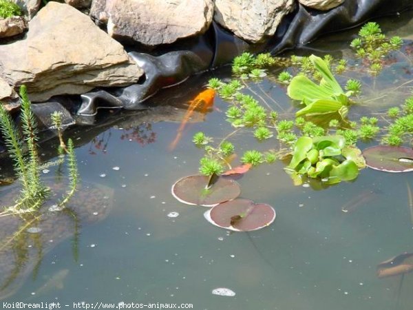 Photo de Poissons rouges