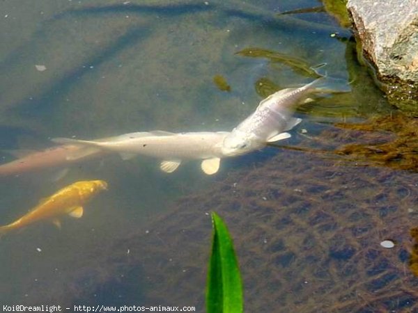 Photo de Poissons rouges