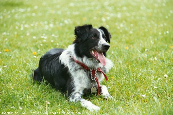 Photo de Border collie