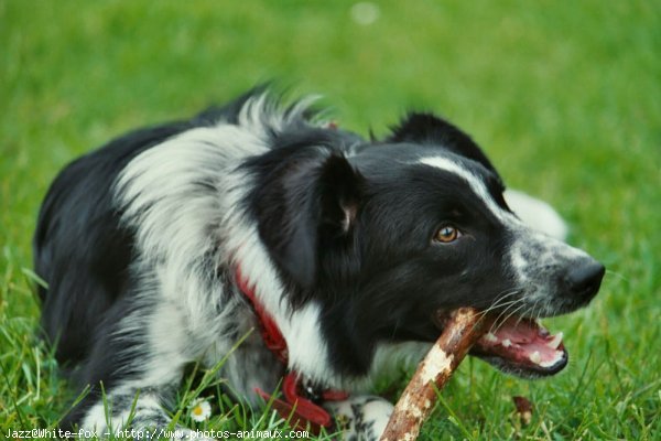 Photo de Border collie