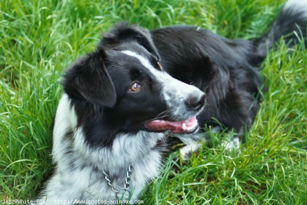 Photo de Border collie