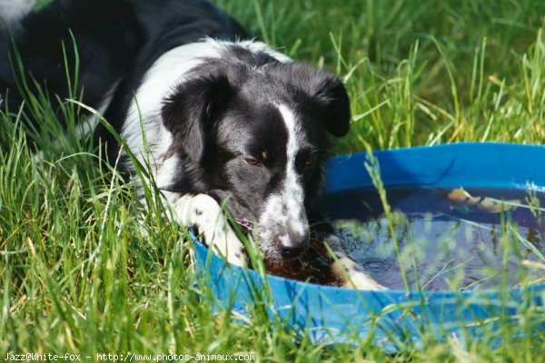 Photo de Border collie