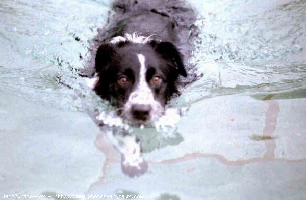 Photo de Border collie