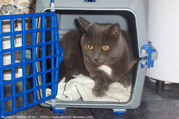 Photo de Chartreux