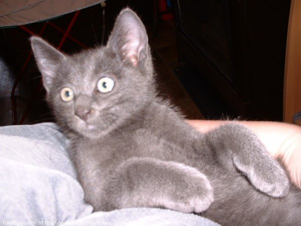 Photo de Chartreux