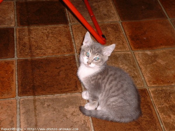 Photo de Chartreux