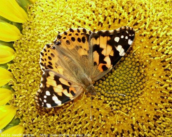 Photo de Papillon