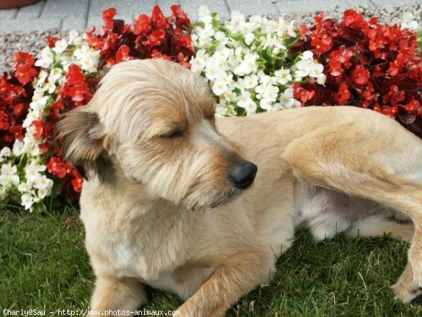 Photo de Races diffrentes