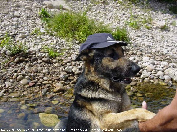 Photo de Berger allemand  poil court