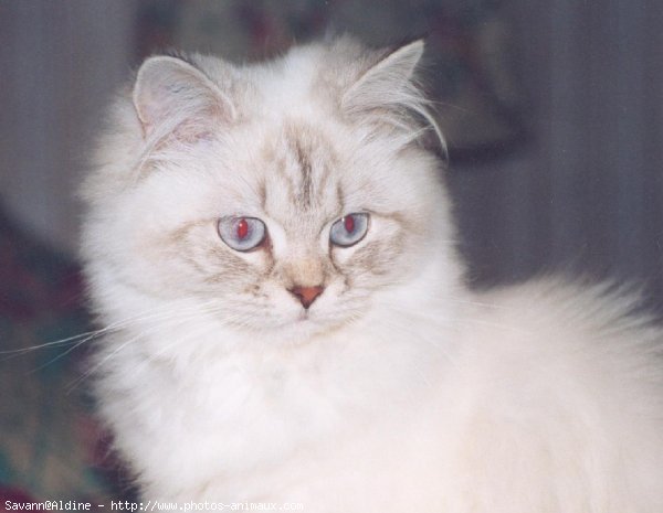 Photo de British longhair