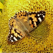 Photo de Papillon