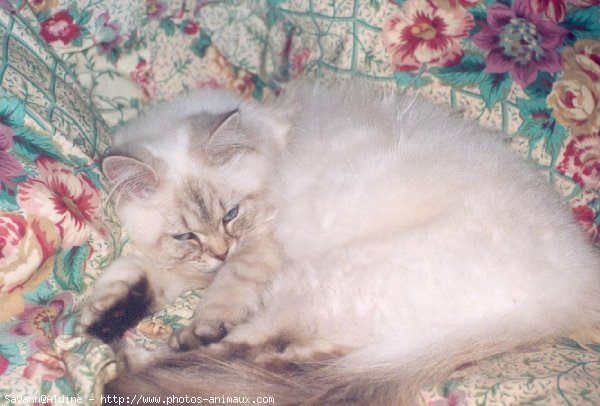 Photo de British longhair