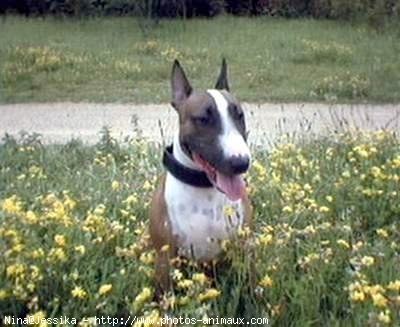 Photo de Bull terrier miniature