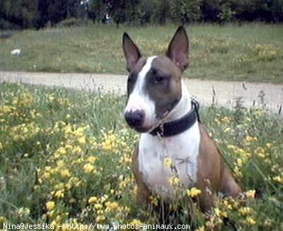 Photo de Bull terrier miniature