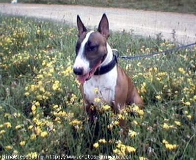 Photo de Bull terrier miniature