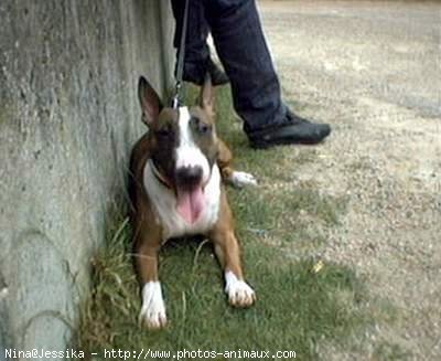 Photo de Bull terrier miniature