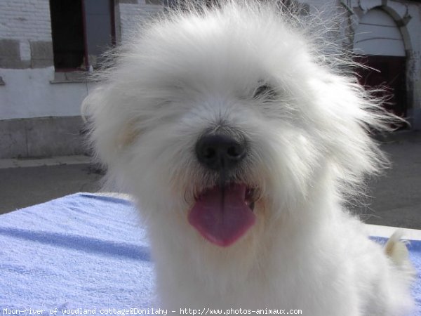 Photo de Coton de tulear