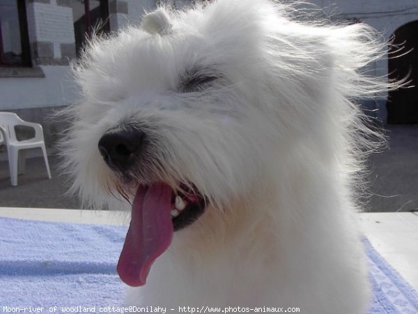 Photo de Coton de tulear