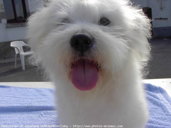 Photo de Coton de tulear