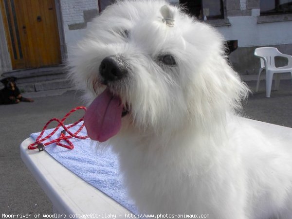 Photo de Coton de tulear