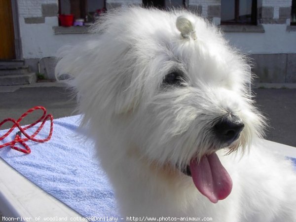 Photo de Coton de tulear