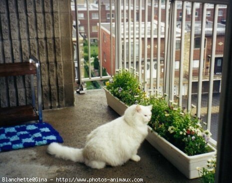 Photo de Chat domestique