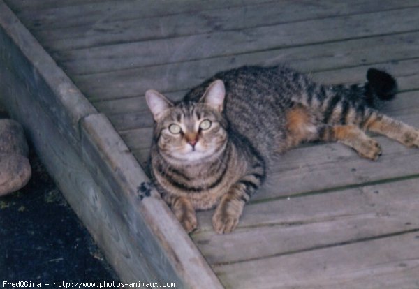 Photo de Chat domestique