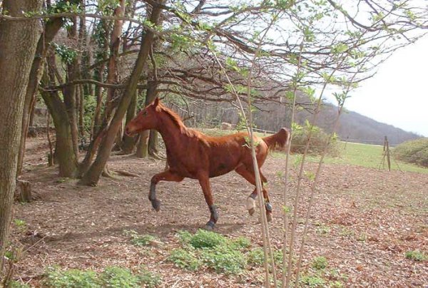 Photo de Trotteur franais