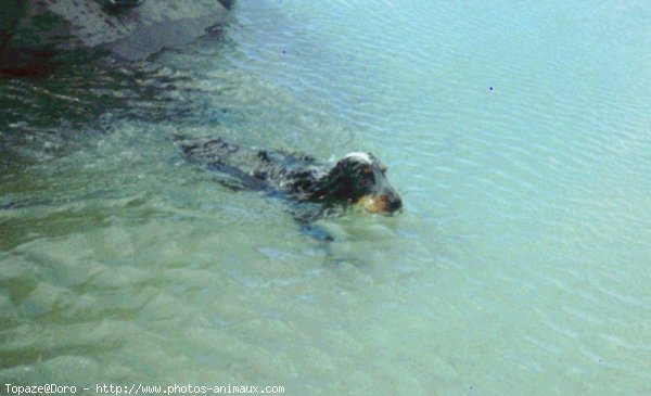 Photo de Cocker anglais