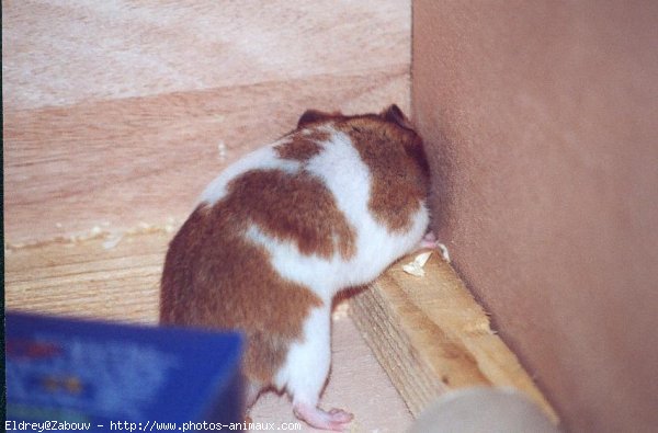 Photo de Hamster