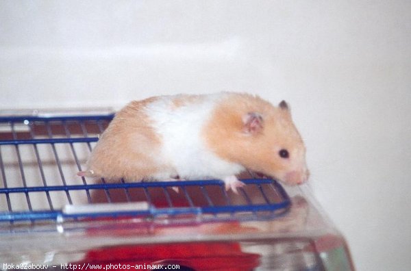 Photo de Hamster