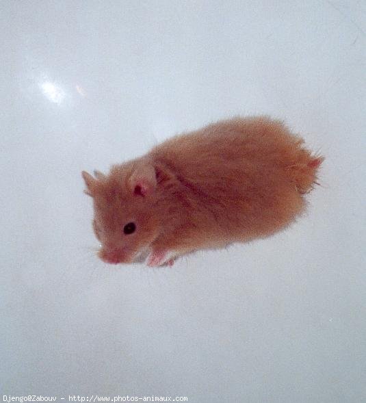 Photo de Hamster