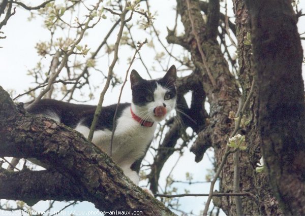 Photo de Chat domestique