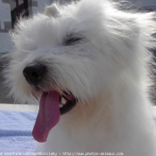 Photo de Coton de tulear