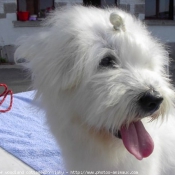 Photo de Coton de tulear