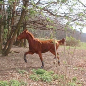 Photo de Trotteur franais