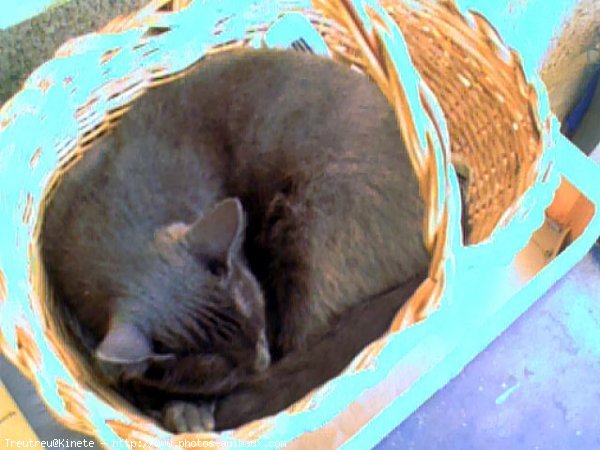 Photo de Chartreux