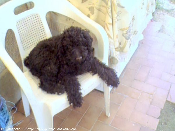 Photo de Caniche moyen