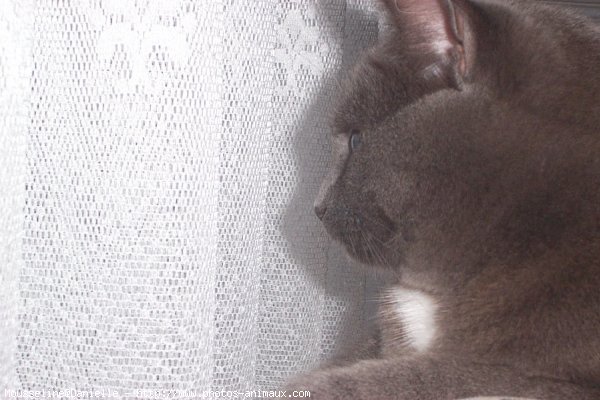 Photo de Chartreux