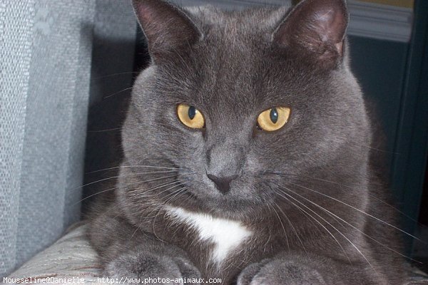 Photo de Chartreux